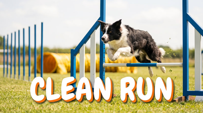 Thumbnail for Weave Pole Weekly: a border collie clearing a jump bar on a sunlit grass agility course, titled "Clean run" in chunky rounded capitals.